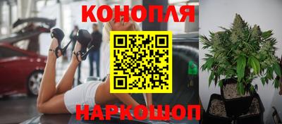 крисы Краснознаменск